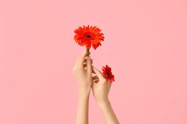 Pembe arka planda güzel Gerbera çiçekleri olan kadın elleri.