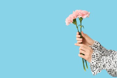 Mavi arka planda güzel karanfilleri olan kadın elleri.