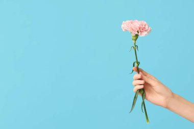Mavi arka planda güzel karanfil olan kadın eli.