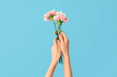Mavi arka planda güzel karanfilleri olan kadın elleri.