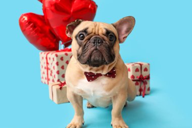 Kalp şeklinde balonları ve mavi arka planda hediyeleri olan sevimli Fransız bulldog 'u. Sevgililer Günü kutlaması