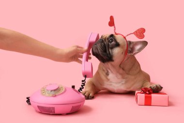 Tatlı Fransız bulldog 'u, hediye kutusu ve pembe arka planda retro telefonu olan kadın eli. Sevgililer Günü kutlaması