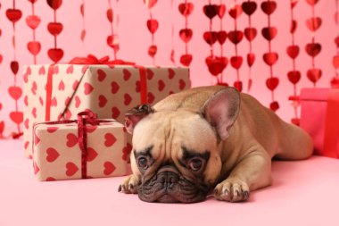 Pembe arka planda hediyeler ve kalp perdeleri olan sevimli Fransız bulldog 'u. Sevgililer Günü kutlaması