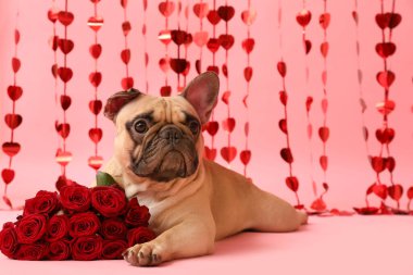 Pembe arka planda gül ve kalp perdesi olan sevimli Fransız bulldog 'u. Sevgililer Günü kutlaması