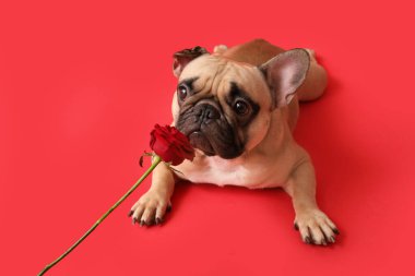 Kırmızı arka planda gül olan sevimli bir Fransız bulldog 'u. Sevgililer Günü kutlaması