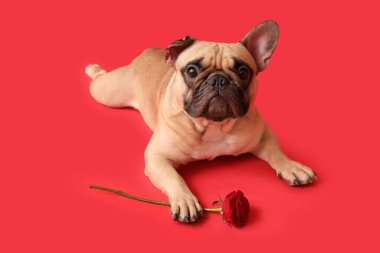 Kırmızı arka planda gül olan sevimli bir Fransız bulldog 'u. Sevgililer Günü kutlaması