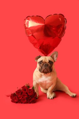 Kalp şeklinde balonu ve kırmızı arka planda gülleri olan sevimli Fransız bulldog 'u. Sevgililer Günü kutlaması