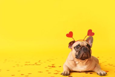 Sarı arka planda kalpleri ve konfetisi olan saç bantlı sevimli Fransız bulldog 'u. Sevgililer Günü kutlaması