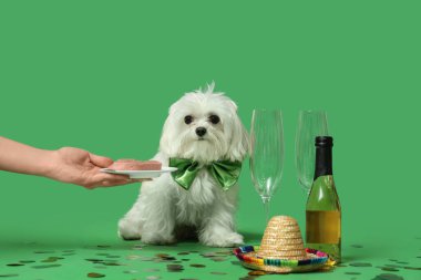 Doğum günü kutlamasında yeşil arka planda şampanyalı komik Bolonez köpeğine doğum günü yemeği veren kadın.
