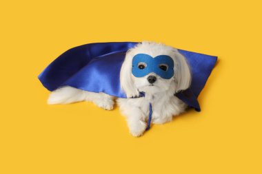 Sarı arka planda yatan süper kahraman kostümlü şirin küçük köpek.