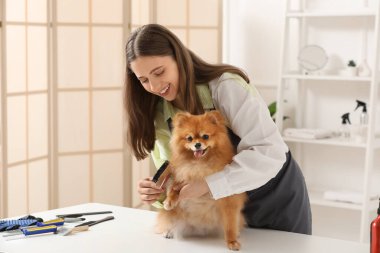 Kadın kuaför, kuaförde şirin Pomeranya köpeği fırçalıyor.