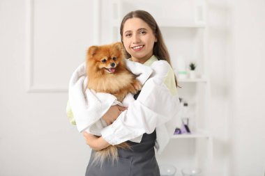 Kadın kuaför kuaförde yıkandıktan sonra Pomeranian köpeğinin saçını siliyor.