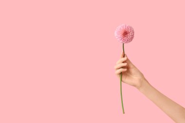 Pembe arka planda güzel yıldız çiçekleri olan bir kadın eli.