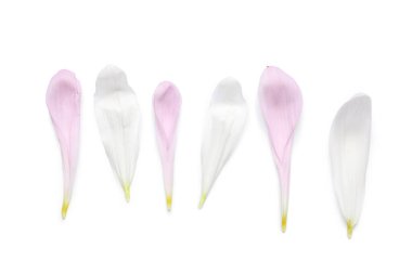 Beyaz arka planda kasımpatı çiçekleri