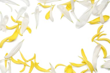 Beyaz arka planda farklı kasımpatı çiçeklerinden yapılmış çerçeve