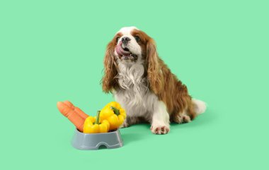 Tatlı şövalye Kral Charles yeşil arka planda sebze kasesinde spaniel