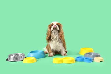 Şirin süvari Kral Charles, yeşil arka planda yemek kaseleri olan bir spanyel.