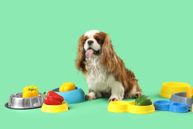 Şirin süvari Kral Charles, yeşil arka planda sebze ve yemek kaseleri olan spanyel.