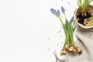 Beyaz masada güzel Muscari çiçekleri ve makasları