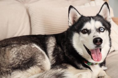 Oturma odasındaki kanepede uzanmış şirin Husky köpeği.