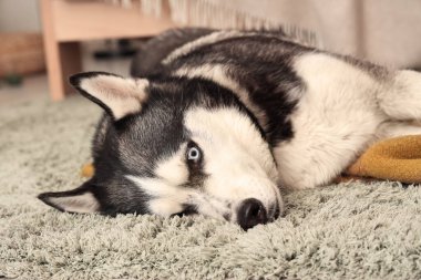 Oturma odasında halıya uzanmış şirin Husky köpeği, yakın plan.