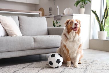 Evde futbol topuyla oturan sevimli Avustralyalı çoban köpeği