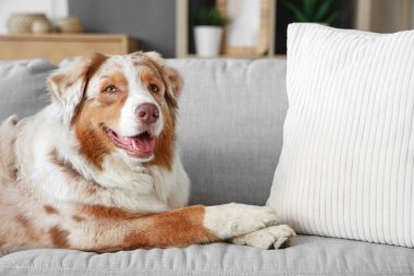 Sevimli Avustralyalı çoban köpeği evdeki kanepede yatıyor.