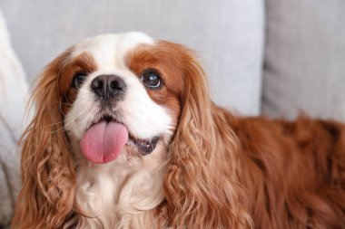 Şirin süvari Kral Charles evde, yakın plan.