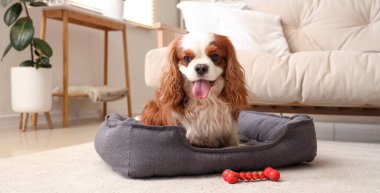 Şirin süvari Kral Charles evdeki evcil hayvan yatağında