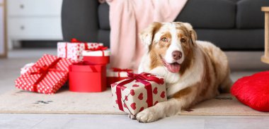 Odada yerde yatan hediye ile tatlı Avustralya çoban köpeği. Sevgililer Günü kutlaması