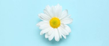 Açık mavi arka planda güzel kasımpatı çiçeği, üst manzara