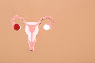 Paper uterus on brown background