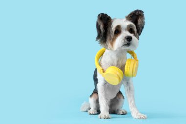 Mavi arka planda kulaklıkları olan şirin Terrier köpeği.