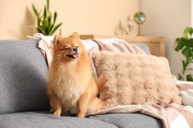 Şirin Pomeranya köpeği evdeki kanepede oturuyor.