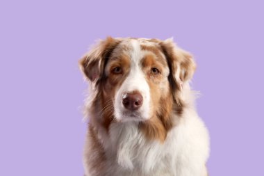 Mor arka planda şirin Avustralya çoban köpeği