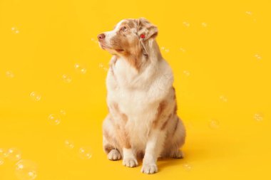 Sarı arka planda sabun köpükleri olan tatlı Avustralya çoban köpeği.