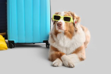 Güneş gözlüklü, bavulu beyaz arka planda uzanan sevimli Avustralya çoban köpeği. Turizm konsepti
