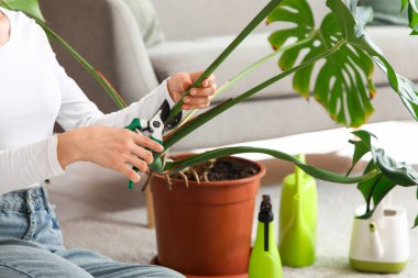 Evde dişi eller Monstera bitkisini buduyor.