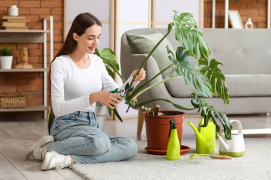Genç bir kadın evde Monstera bitkisini buduyor.
