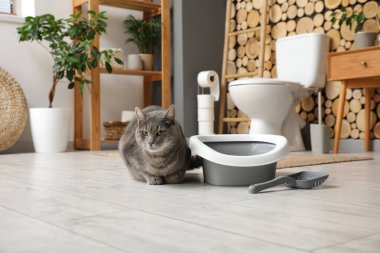 Tuvaletteki çöp kutusunun yanındaki sevimli kedi.