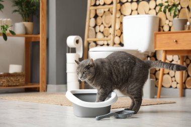 Evdeki çöp kutusundaki sevimli kedi.