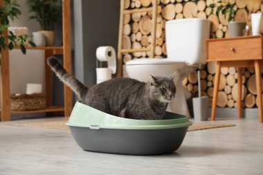 Evdeki çöp kutusundaki sevimli kedi.