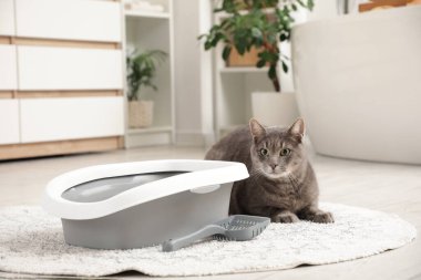 Tuvaletteki çöp kutusunun yanında yatan sevimli kedi.