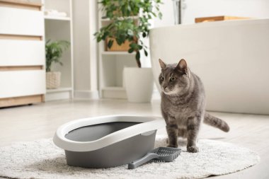 Tuvaletteki çöp kutusunun yanında sevimli bir kedi var.