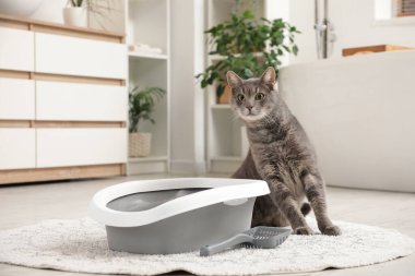 Tuvaletteki çöp kutusunun yanında sevimli bir kedi var.