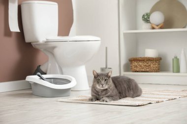 Tuvaletteki çöp kutusunun yanında yatan sevimli kedi.