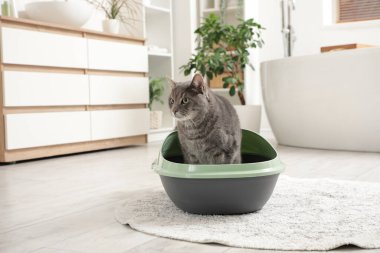 Tuvalette çöp kutusu kullanan sevimli bir kedi.