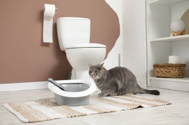 Tuvaletteki çöp kutusunun yanındaki sevimli kedi.