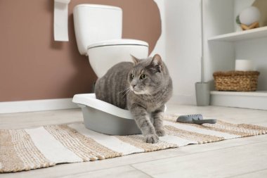 Tuvalette çöp kutusu kullanan sevimli kedi.