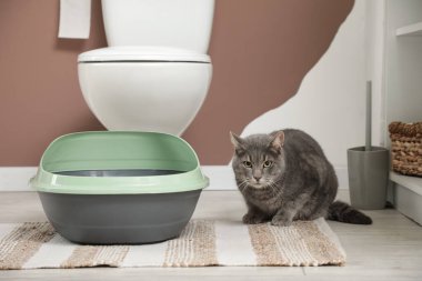 Tuvaletteki çöp kutusunun yanındaki sevimli kedi.